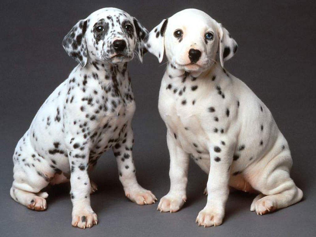 PicturePool: Dalmatian Dogs wallpaper