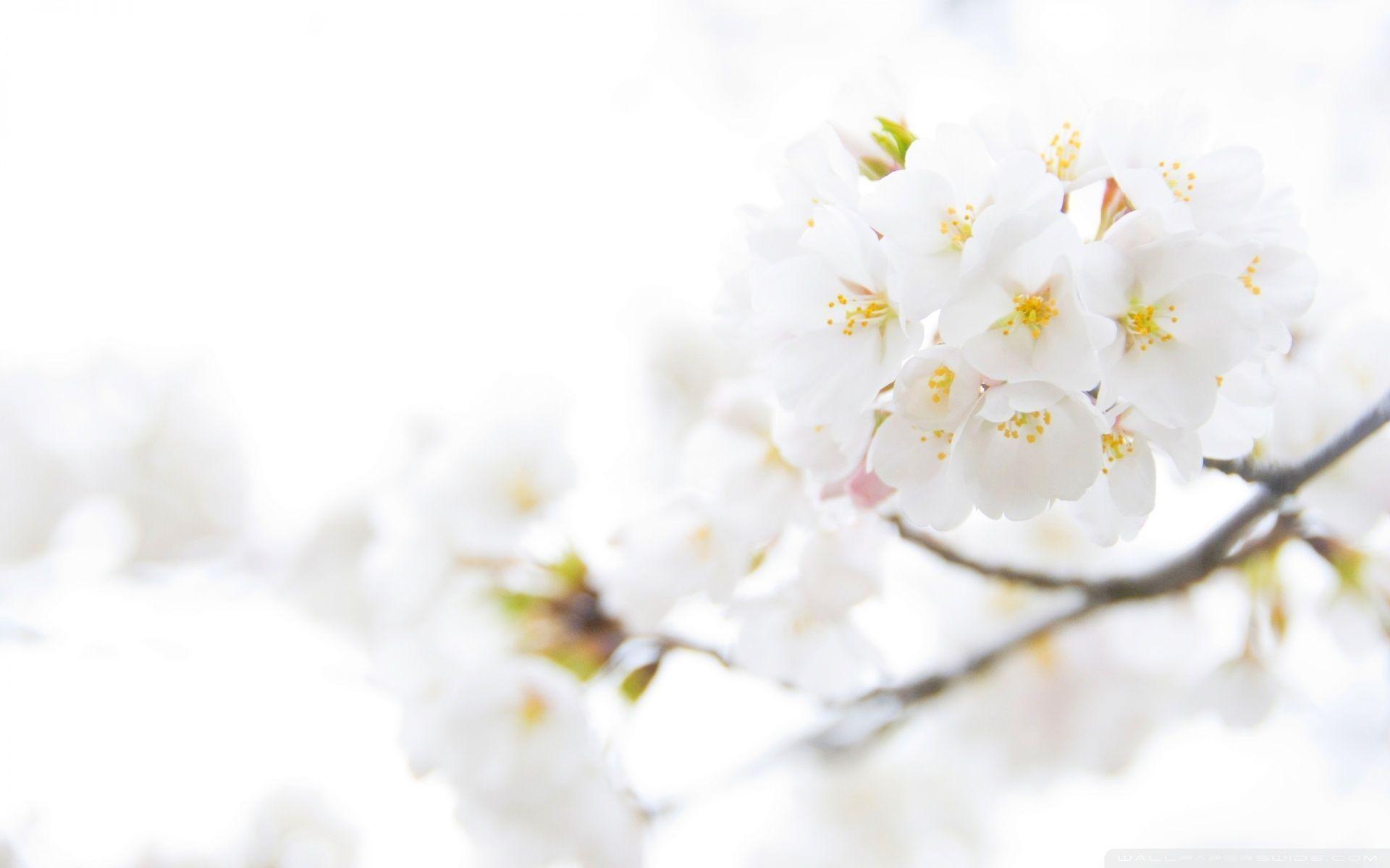 white flower wallpaper