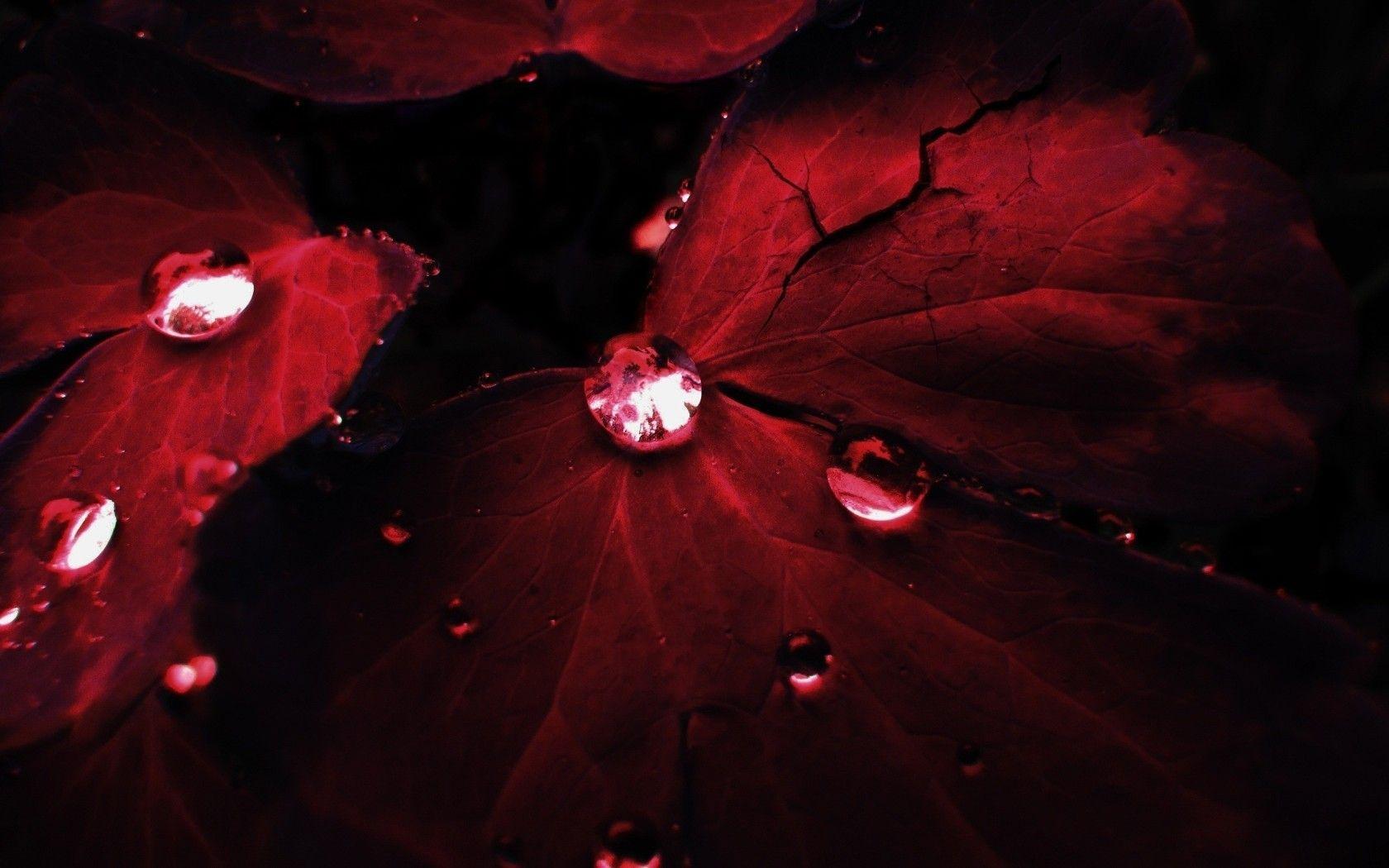 Water Drops on Red Leaf widescreen wallpaper. Wide