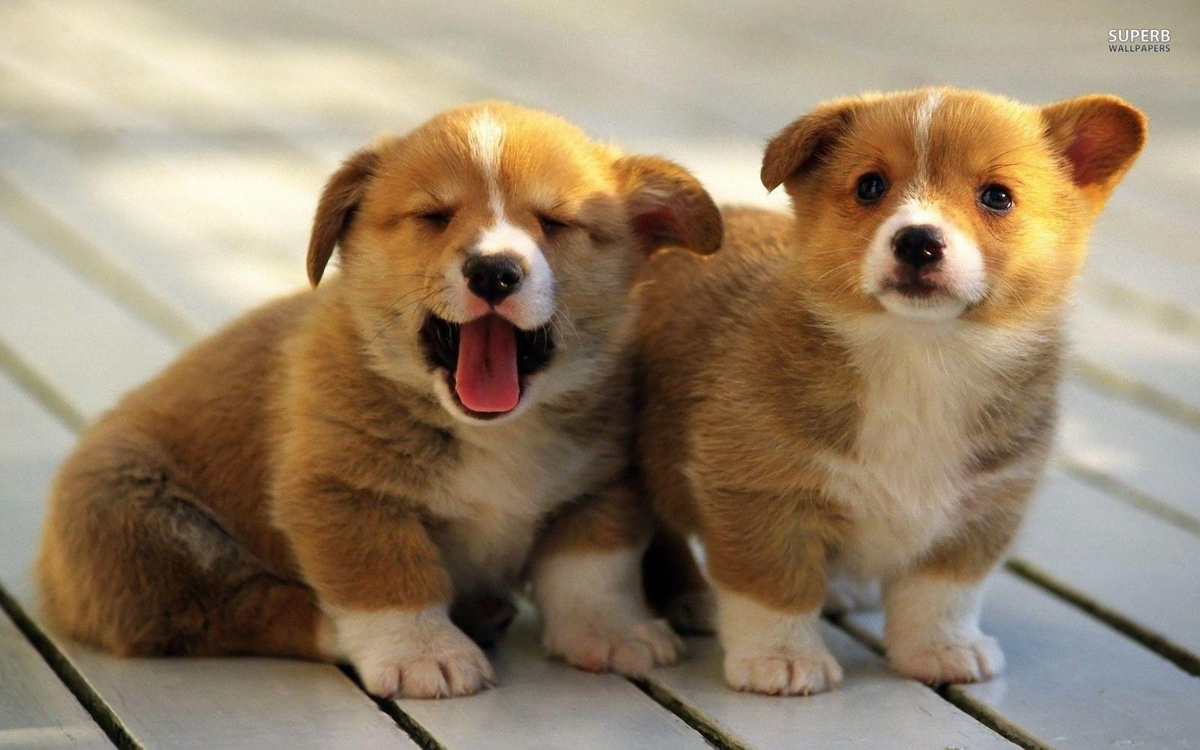 Welsh Corgi Puppies Wallpapers 1680x1050 px Free Download