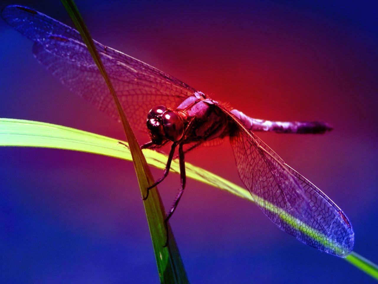 image For > Colorful Dragonfly Background