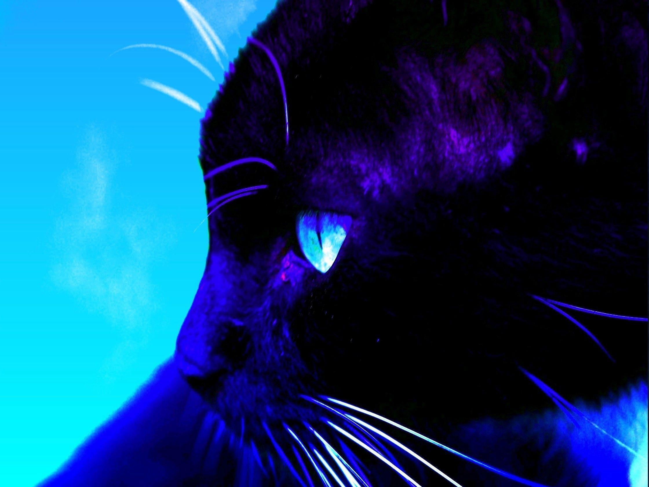Download Black Cat Cats Wallpaper. Full HD Wallpaper