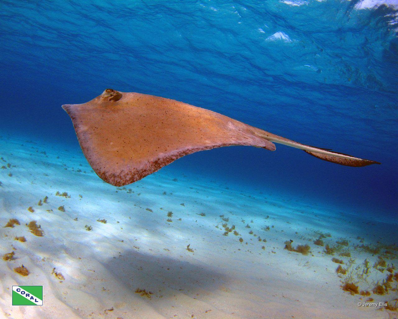 Hd Coral Reef Wallpaper