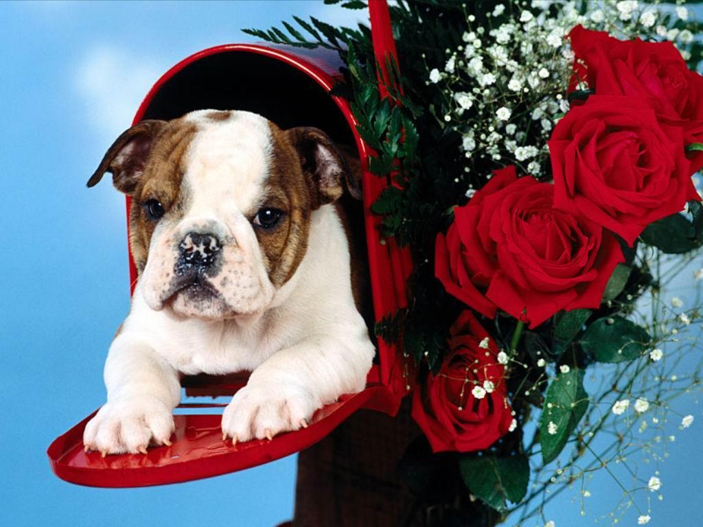 Cute Christmas Puppies 8589 HD Wallpaper in Celebrations