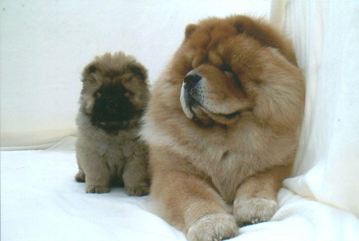Chow Chow Dogs HD Wallpaper. Chow Chow Dogs Image