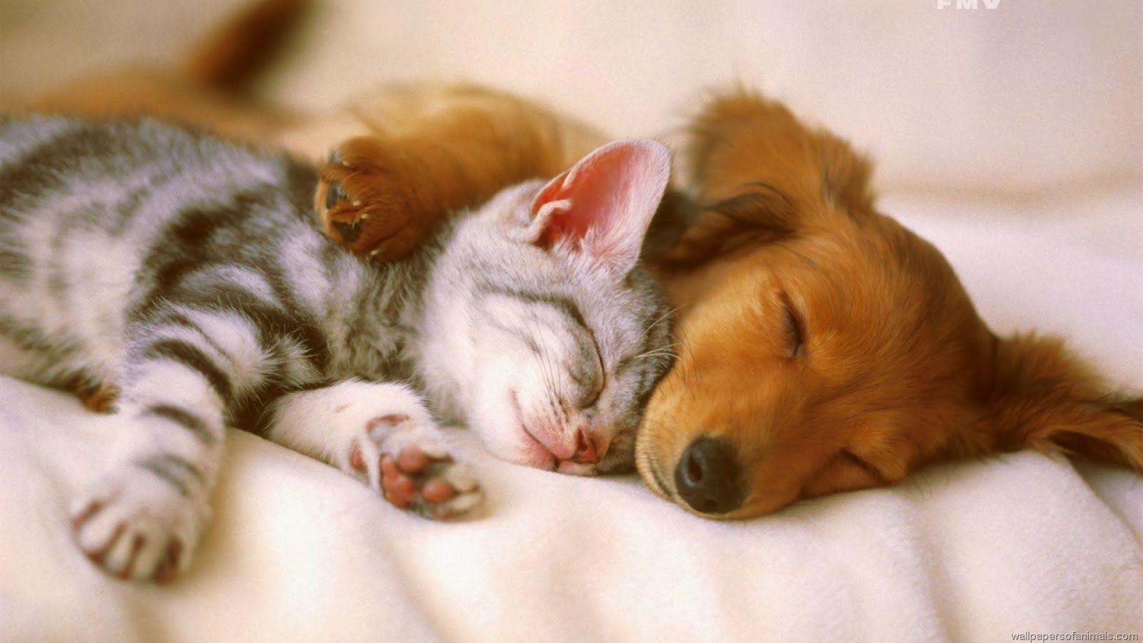 Cute Dog Wallpapers - Wallpaper Cave