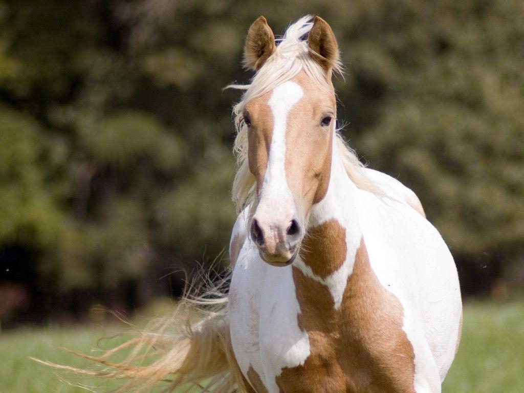 Paint Horse Wallpaper