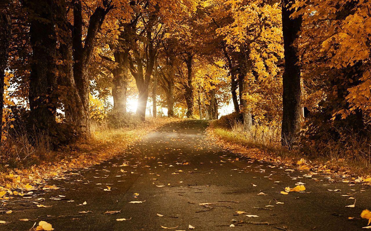 Autumn desktop wallpaper, Autumn vector background