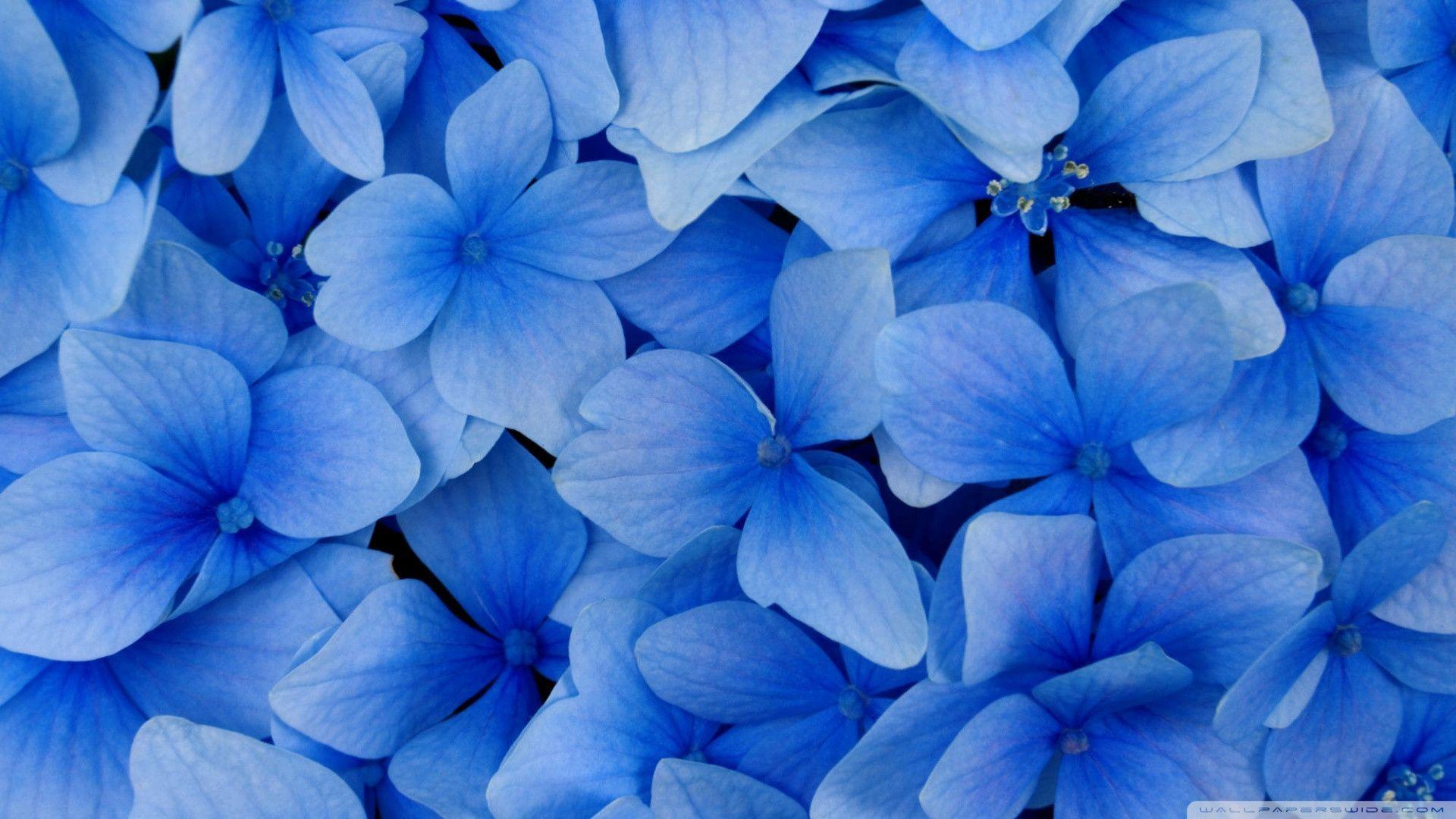Download Blue Hydrangea Blossoms Wallpaper 1920x1080