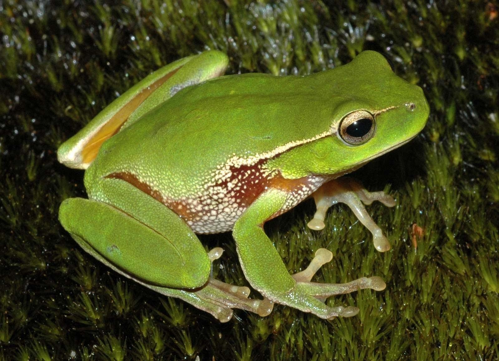 Free wallpaper Litoria phyllochroa green frog