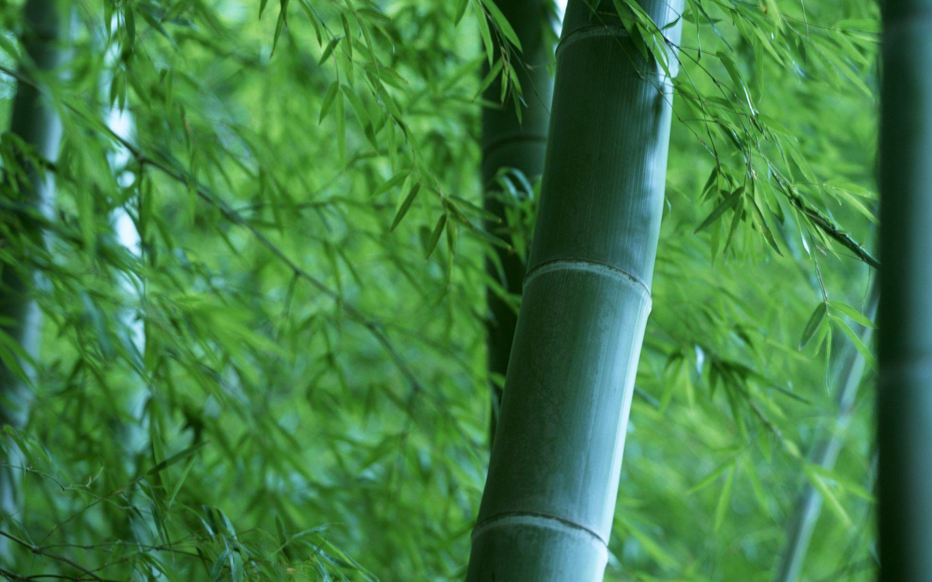 Pin Green Bamboo Wallpaper