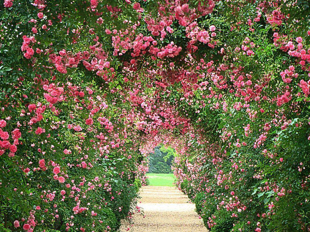 Beautiful Rose Garden Wallpaper Best Design 1117669 Inspiration