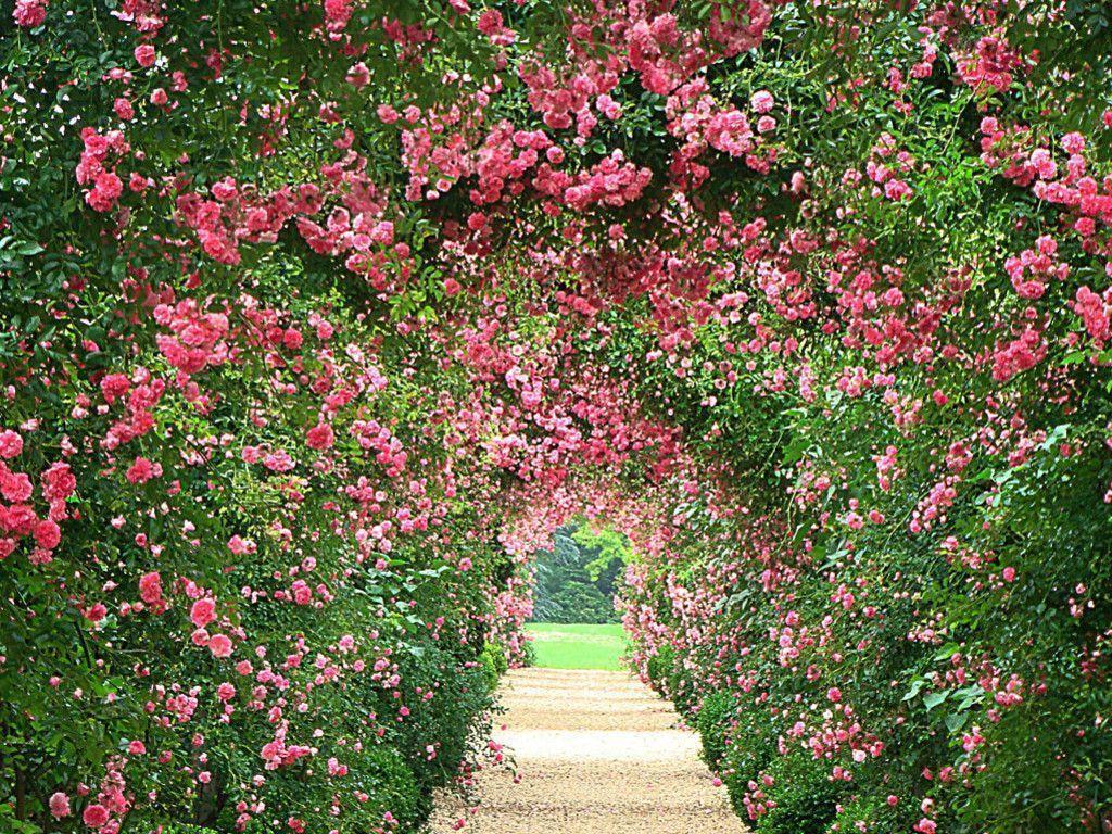 Rose Garden Wallpapers - Wallpaper Cave