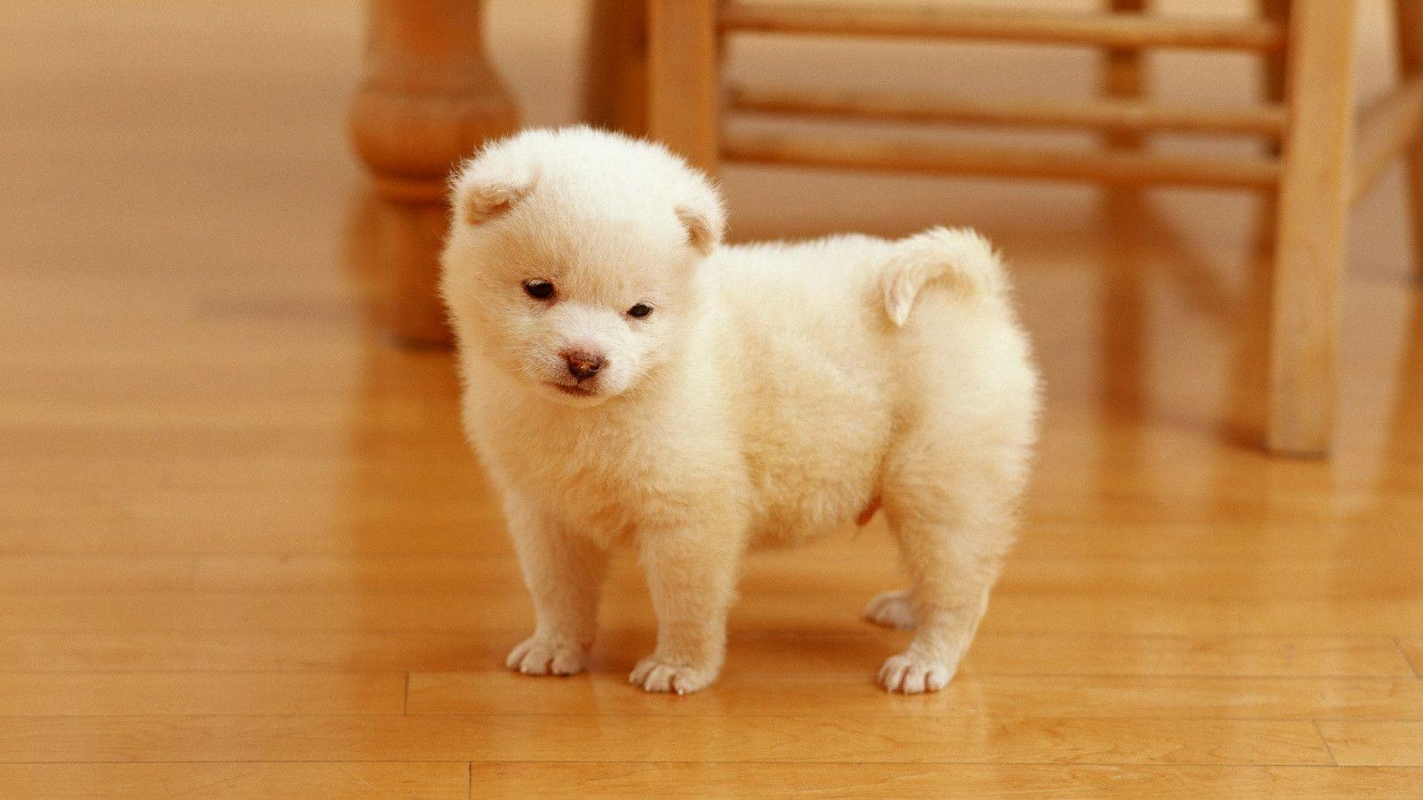 Cutest Puppy Wallpaper