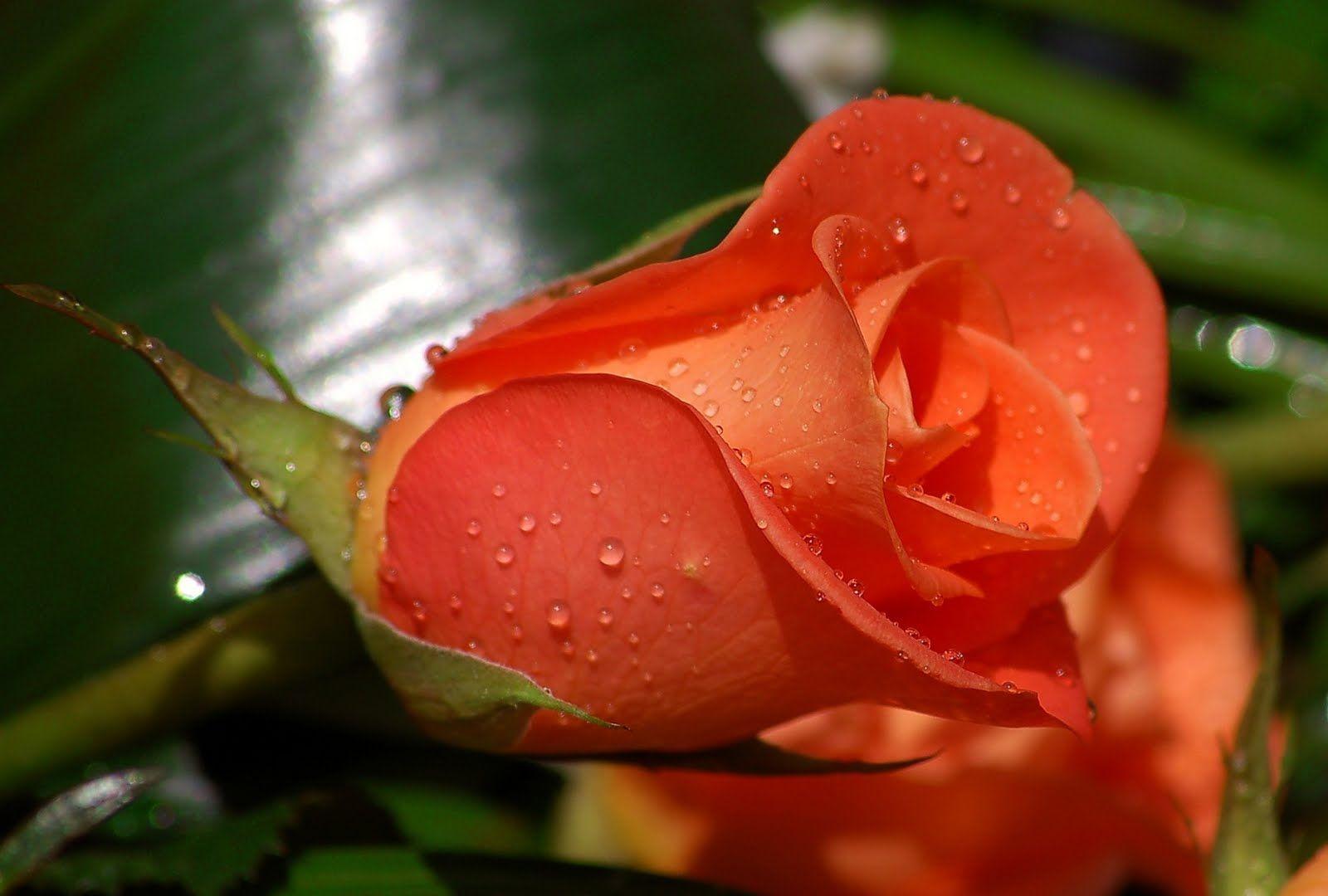 Flowers Beautiful Rose Picture Desktop Wallpaper 1600×1080. Life