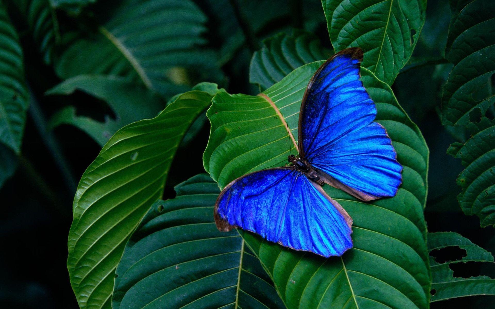 Blue Butterfly Wallpaper Free Picture