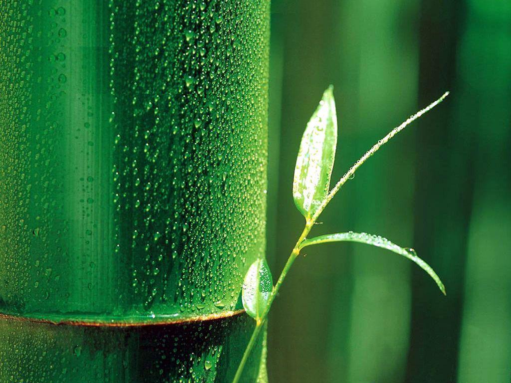 Bamboo Wallpaper Green Wallpaper. ForestHDWallpaper