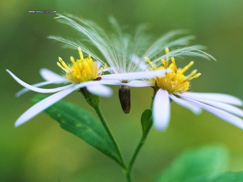 Dandelion in Summer Wallpaper 18