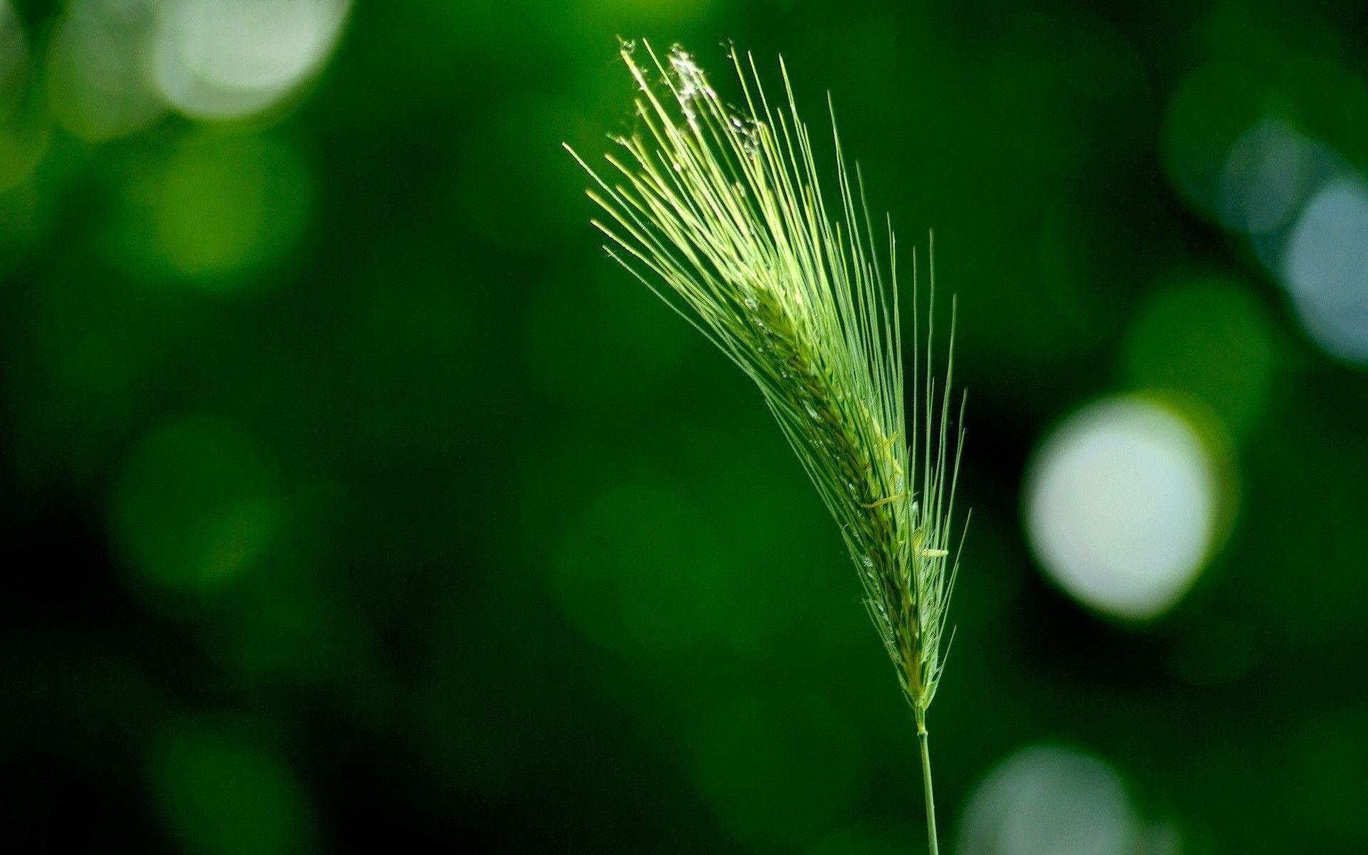 Green Desktop Backgrounds Wallpaper Cave
