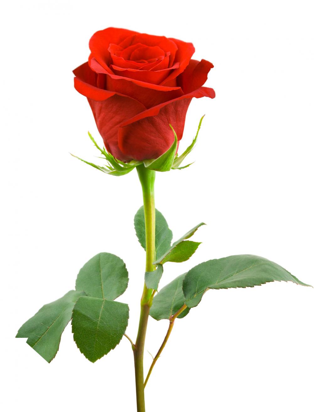 single red rose with white background nice and beatifull. High