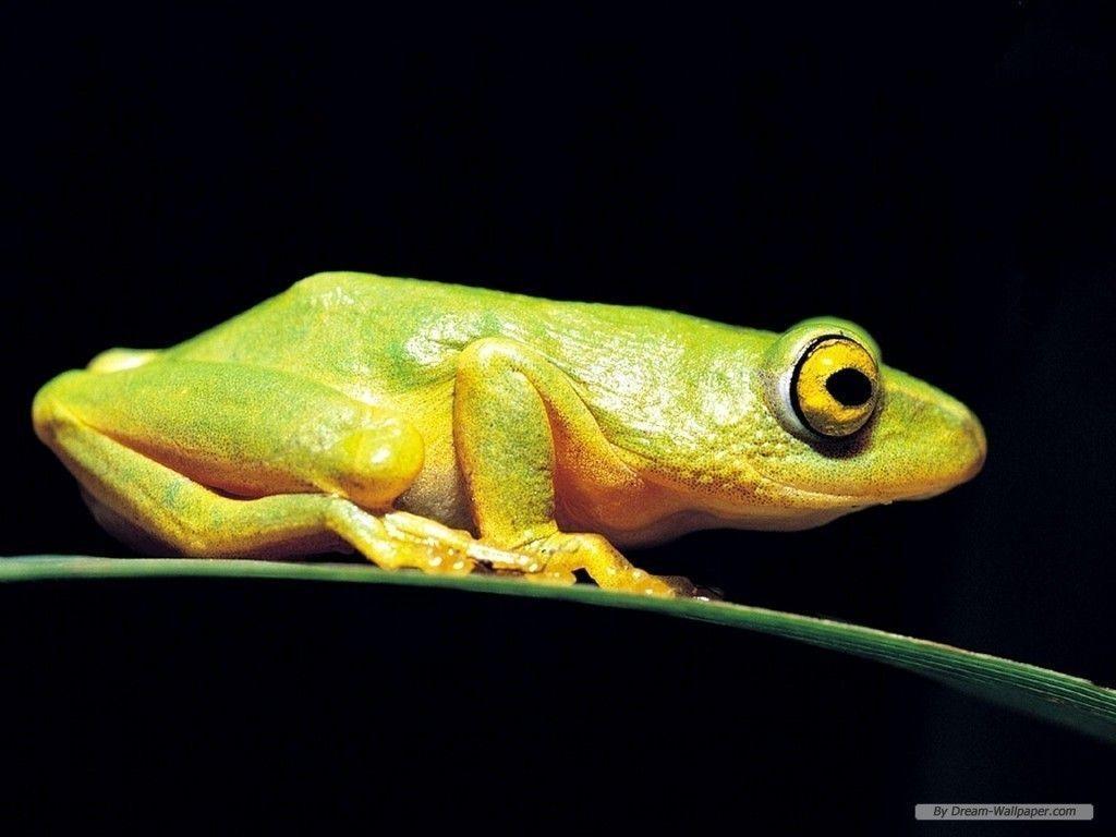 Frog Wallpaper!