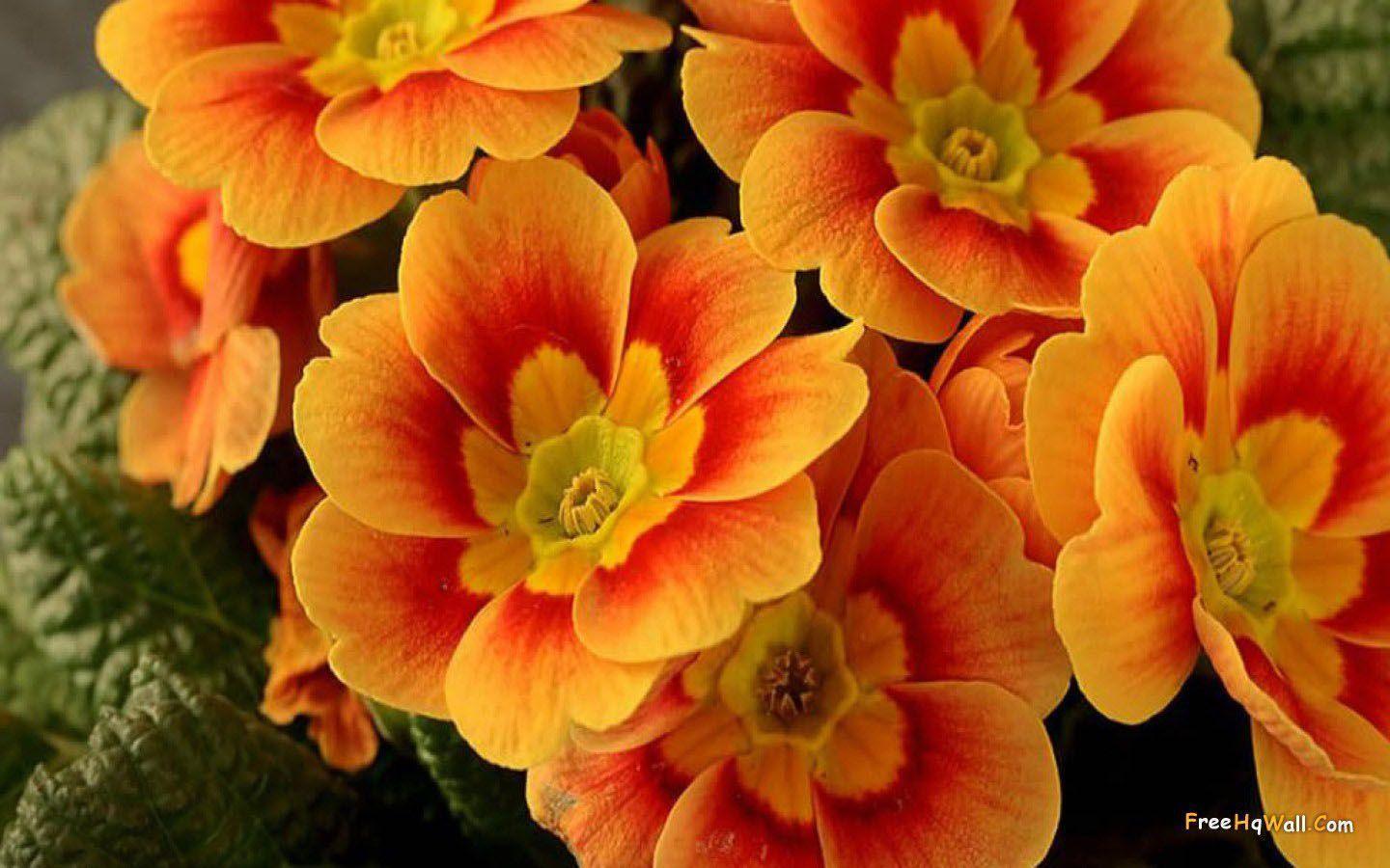 Orange Flowers Wallpaper Wallpaper Inn