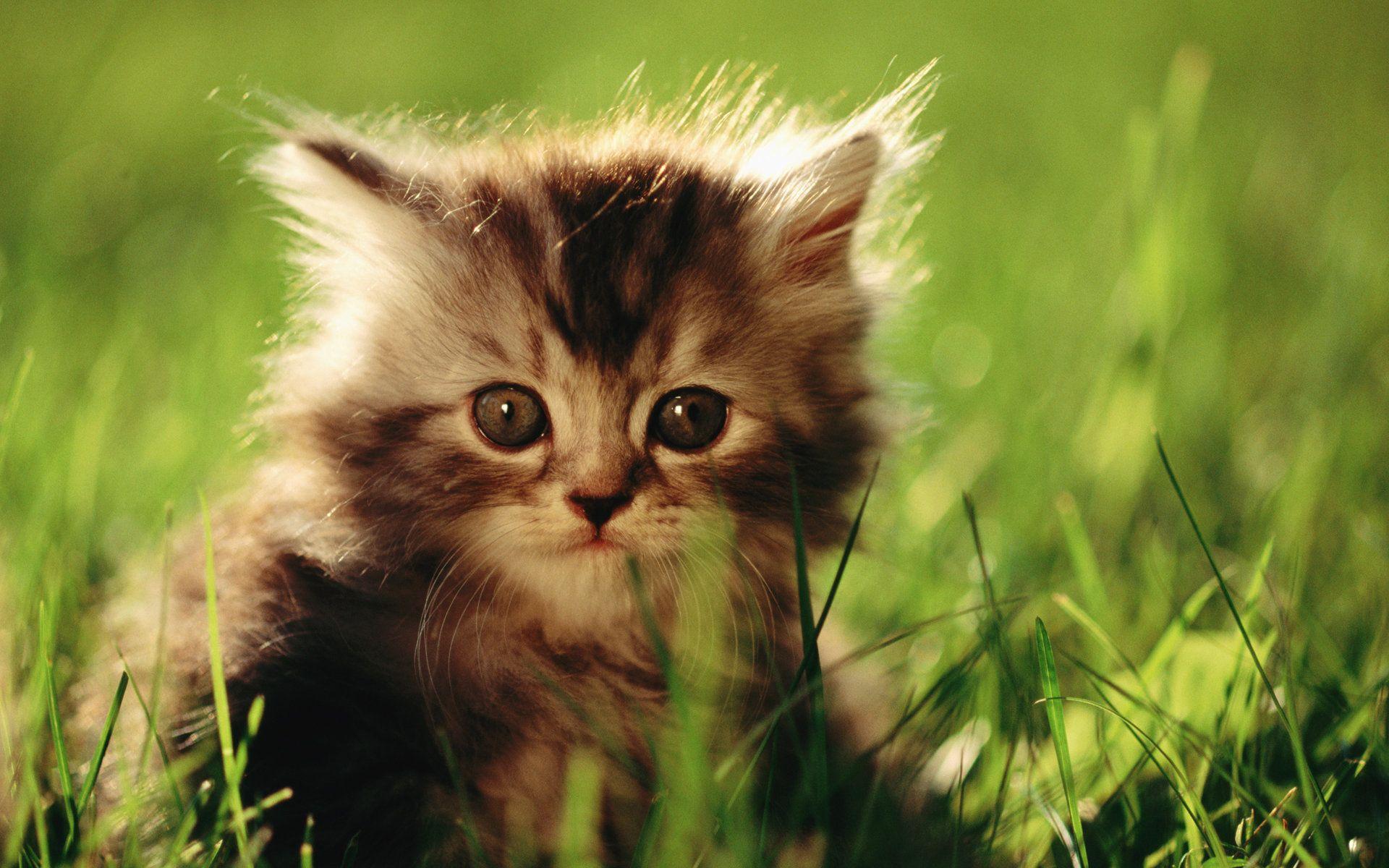 Cute Kitten In Grass desktop wallpaper