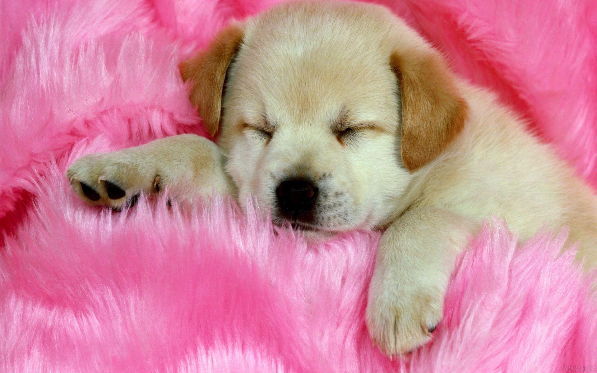 Cute Dog Baby Wallpaper HD. Freetopwallpaper
