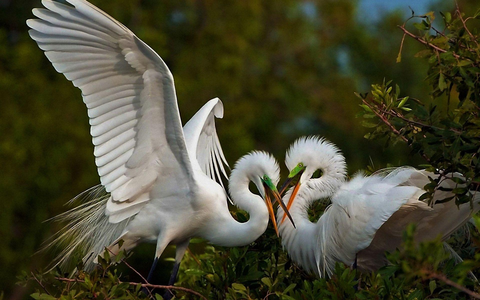 Tree, Nest, Heron