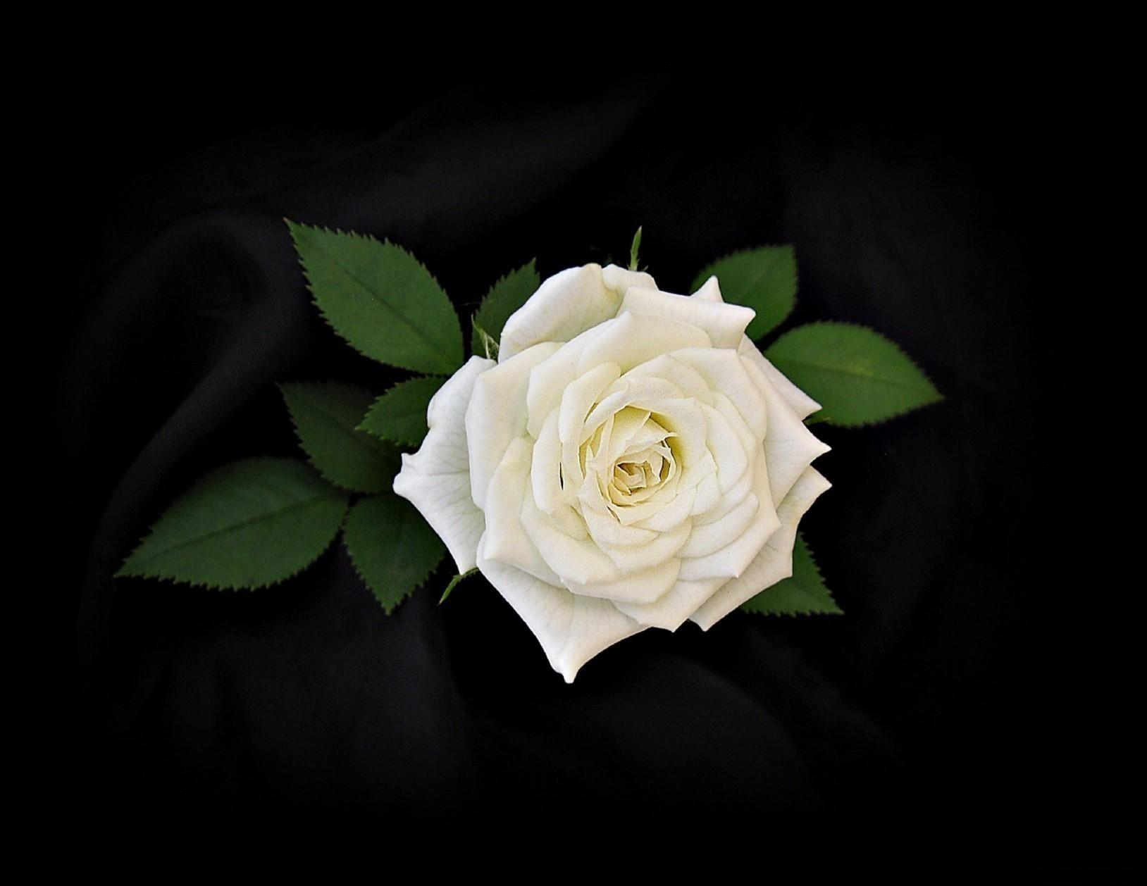 White Roses Backgrounds Wallpaper Cave