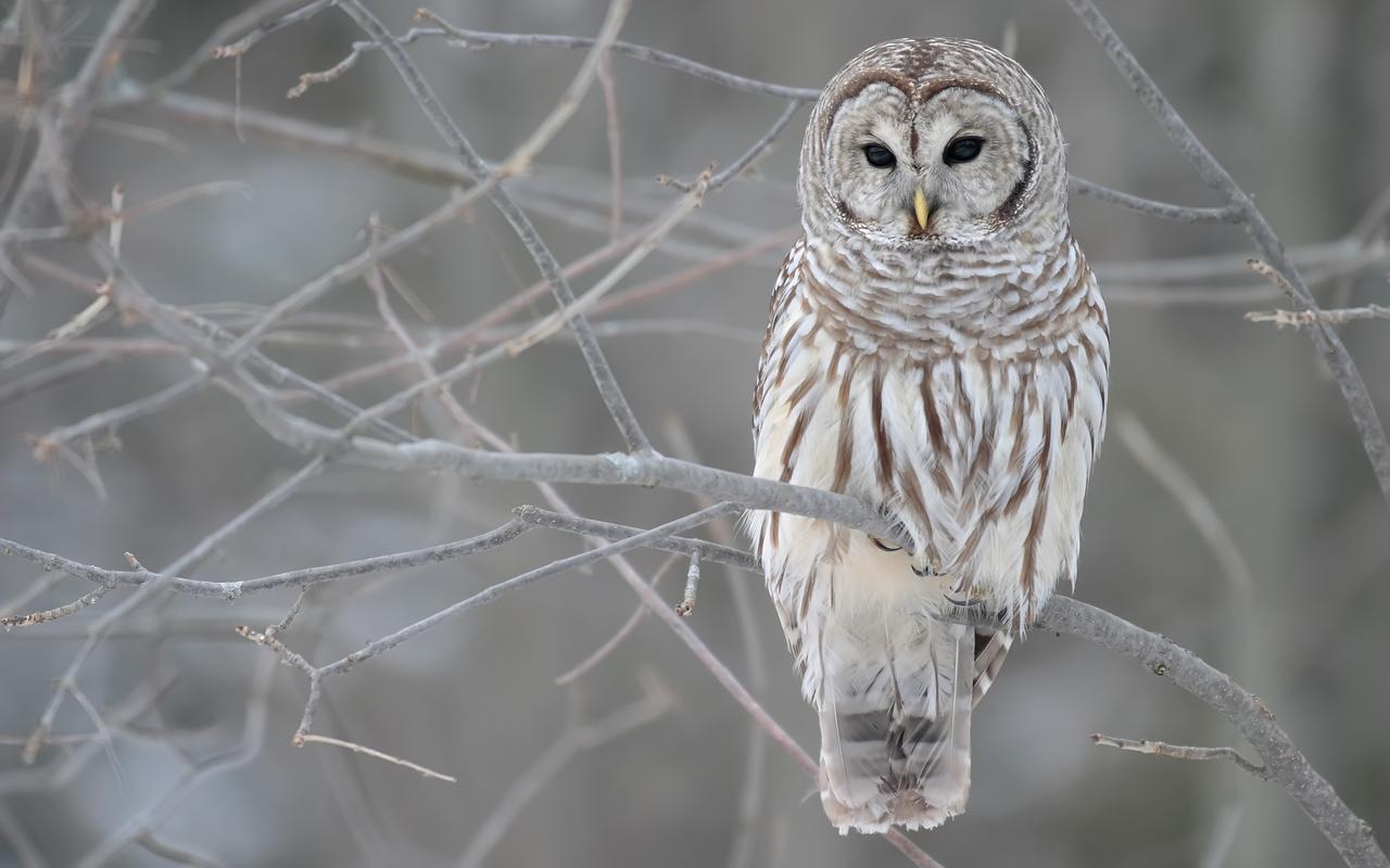577459 1920x1080 white owl desktop backgrounds  Rare Gallery HD Wallpapers