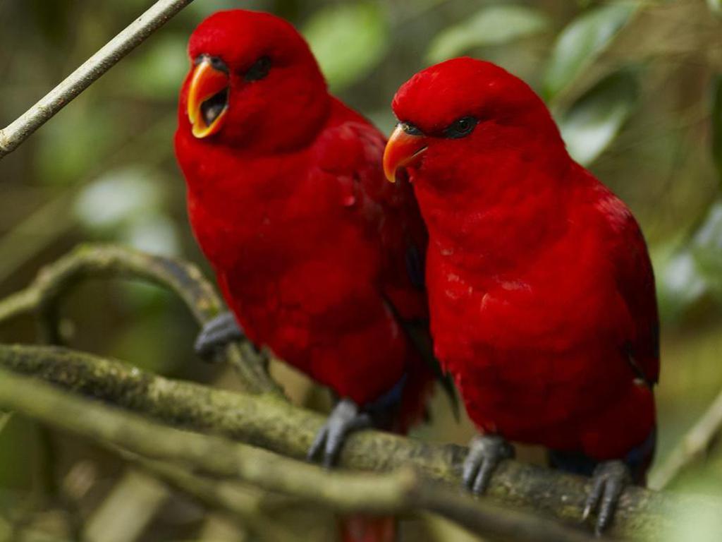 Red Birds Wallpaper