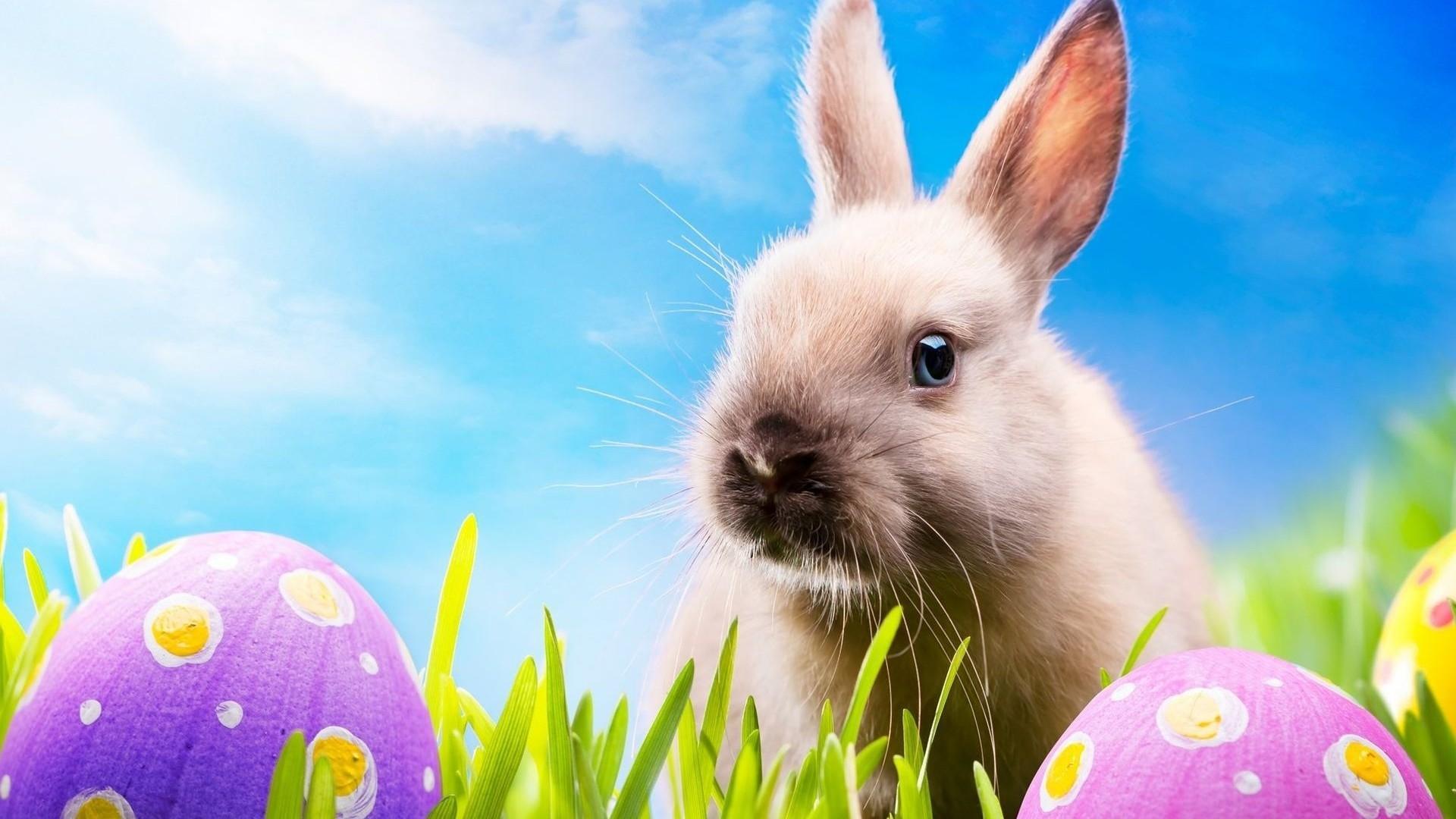 Happy Easter Bunny with Egg on Grass HD Wallpaper