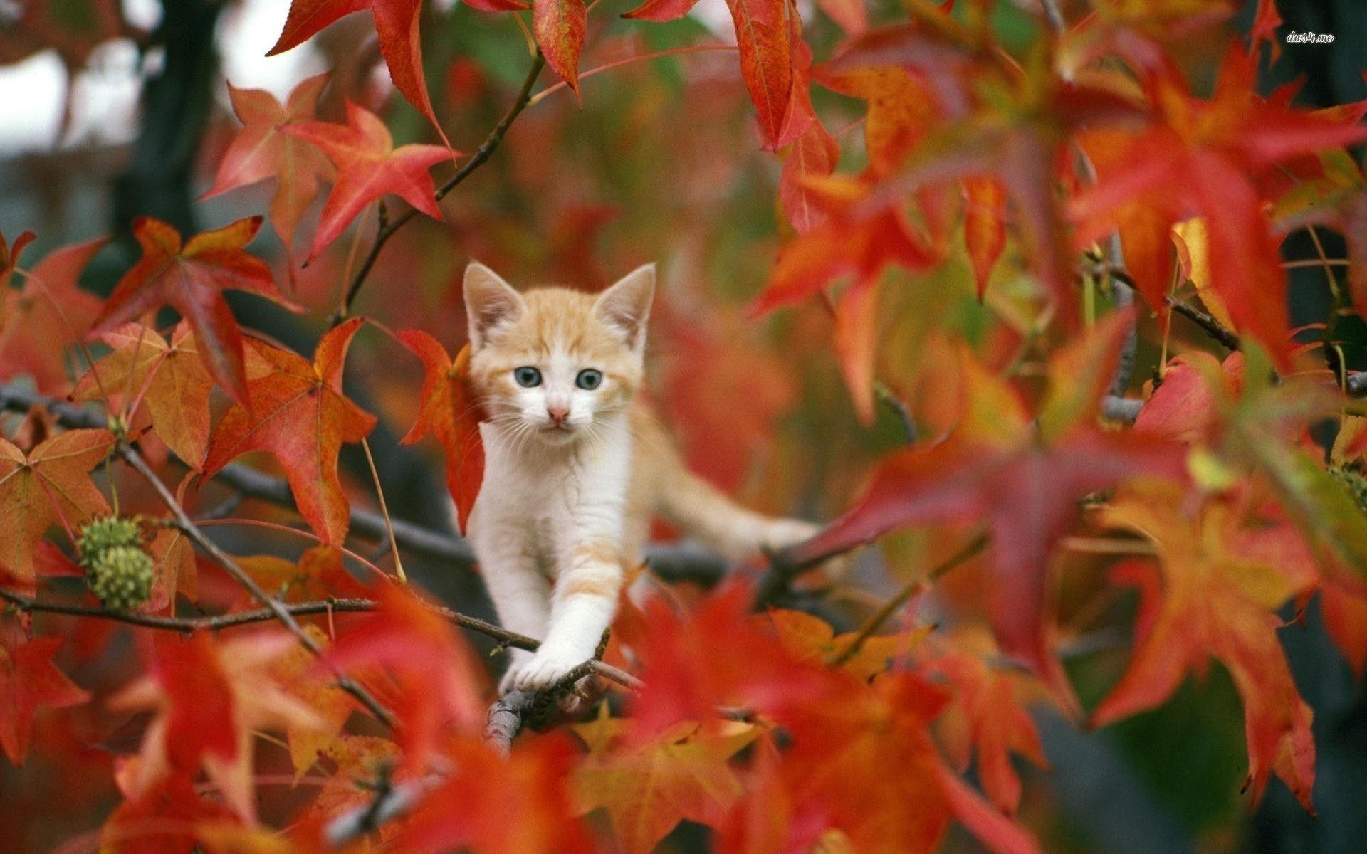 Kitten in Autumn tree wallpaper wallpaper - #