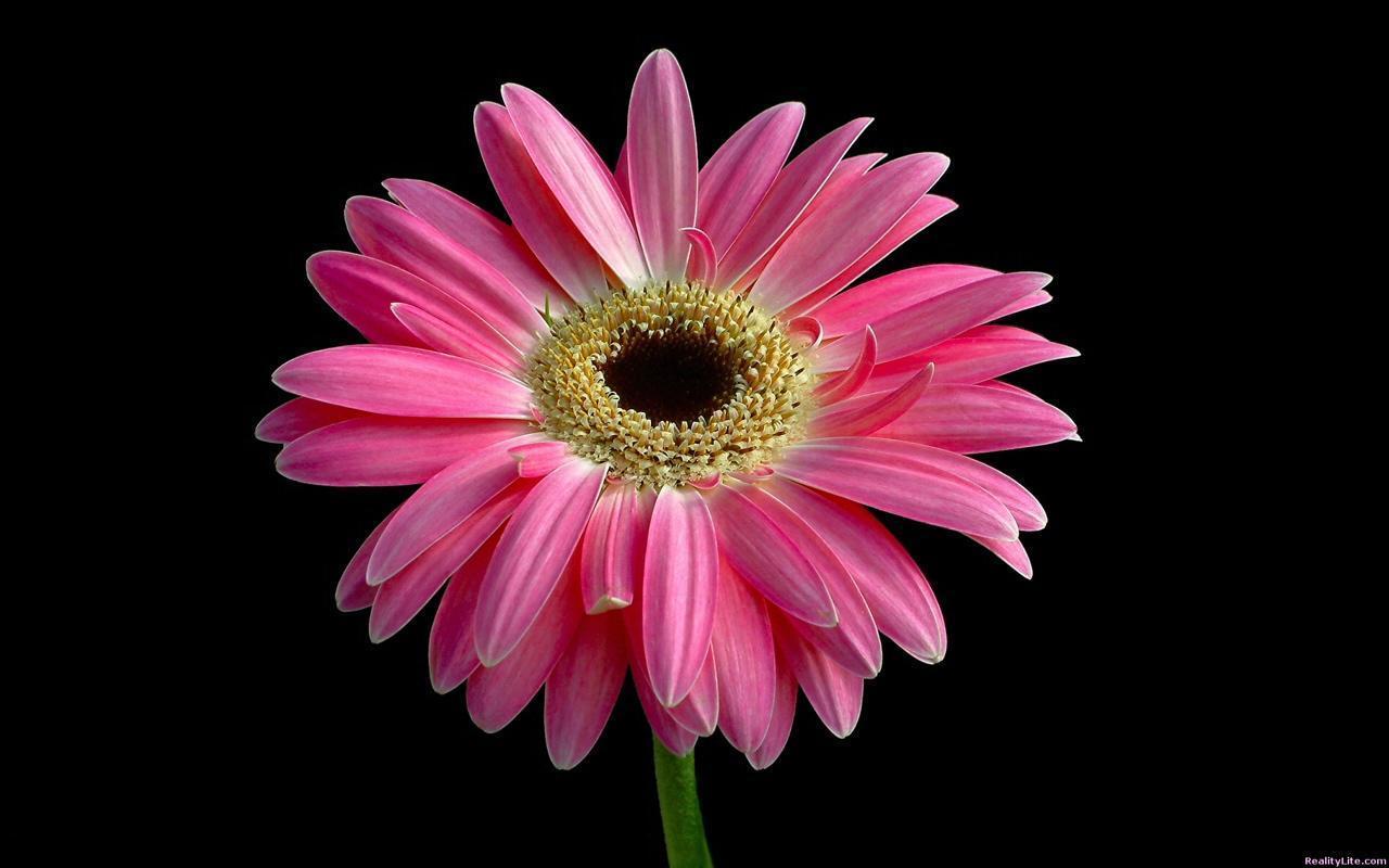 Beautiful Pink Daisy HD HD Wallpaper For Desktop