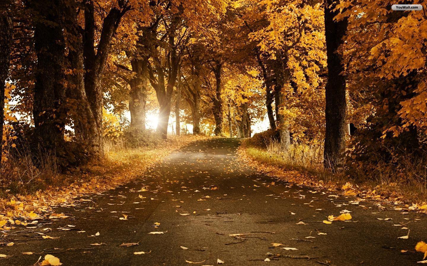 Autumn Day HD Wallpaper 6