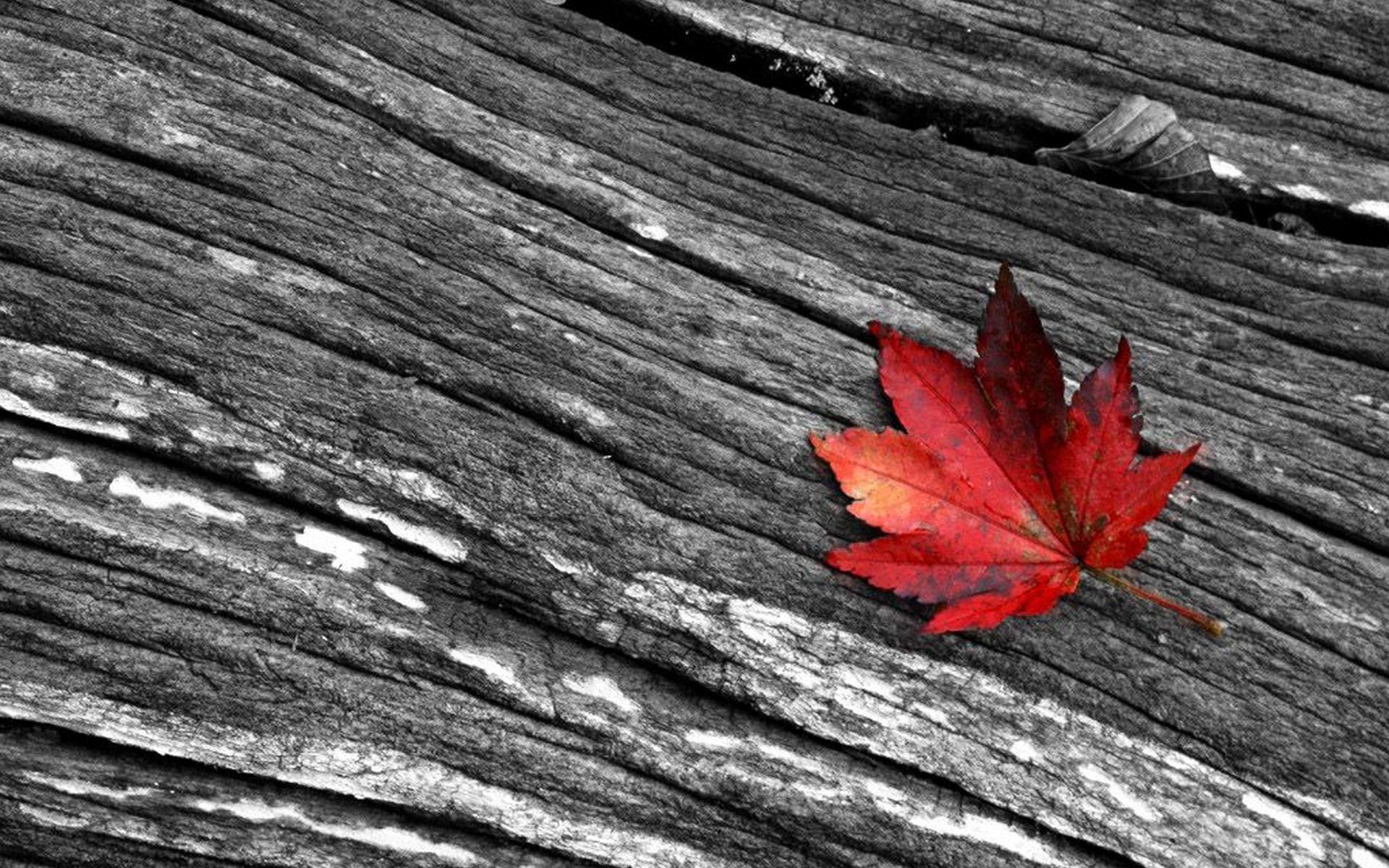 Black White And Red Photography Desktop Wallpapers