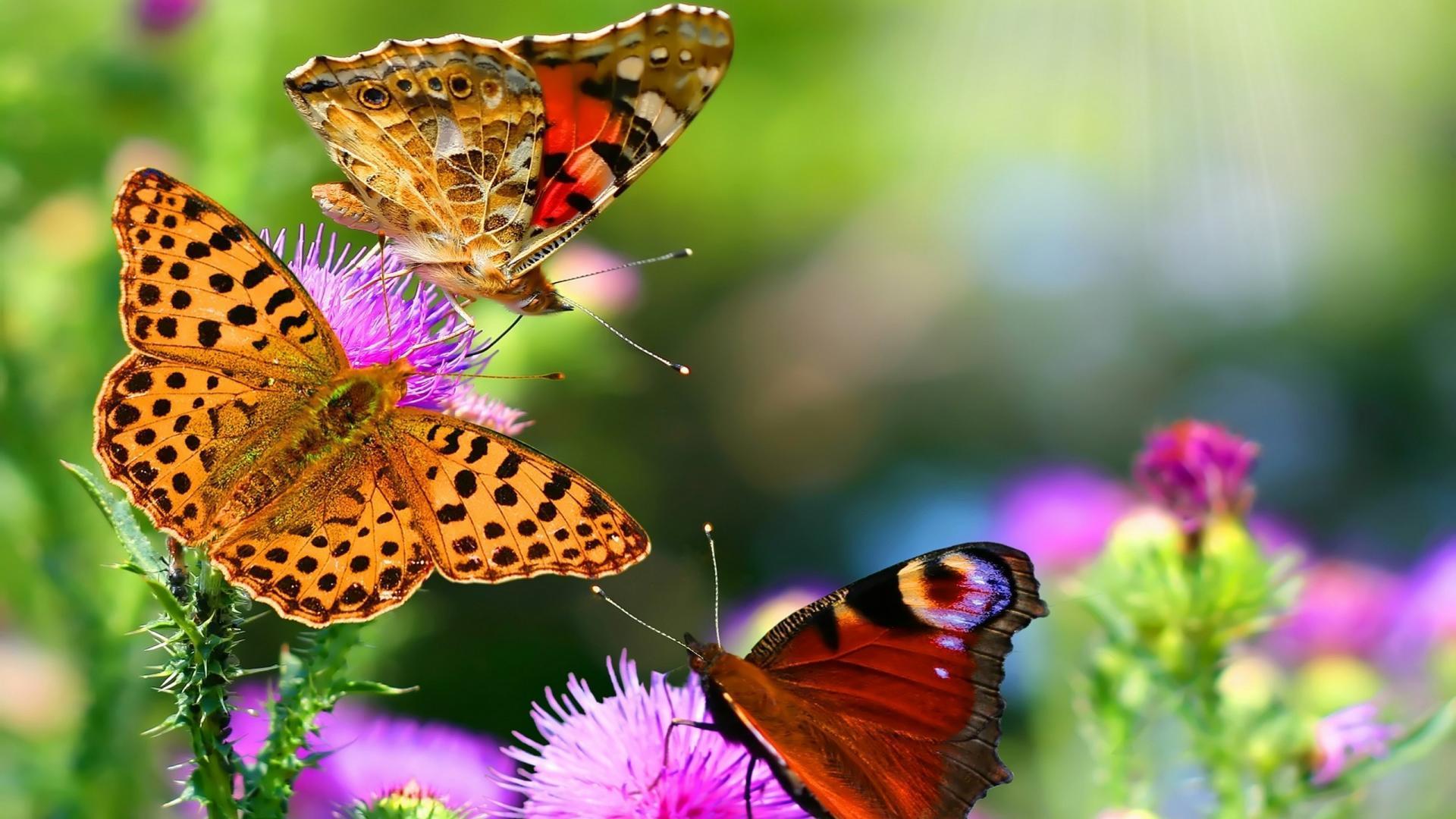 Desktop Background Flowers With Butterfly