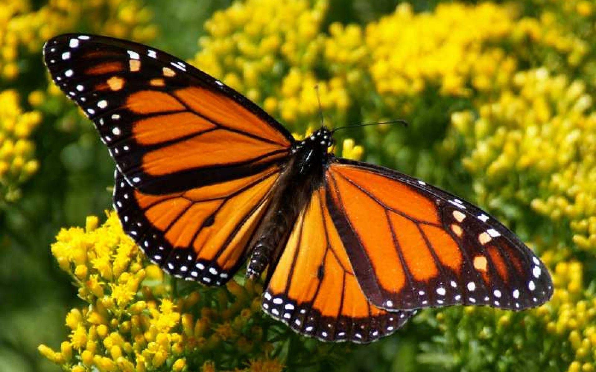 monarch-butterfly-wallpapers-wallpaper-cave