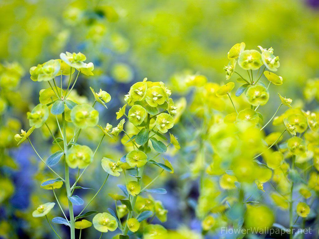 Flower Desktop Wallpaper Image Wallpaper. Green HD Wallpaper