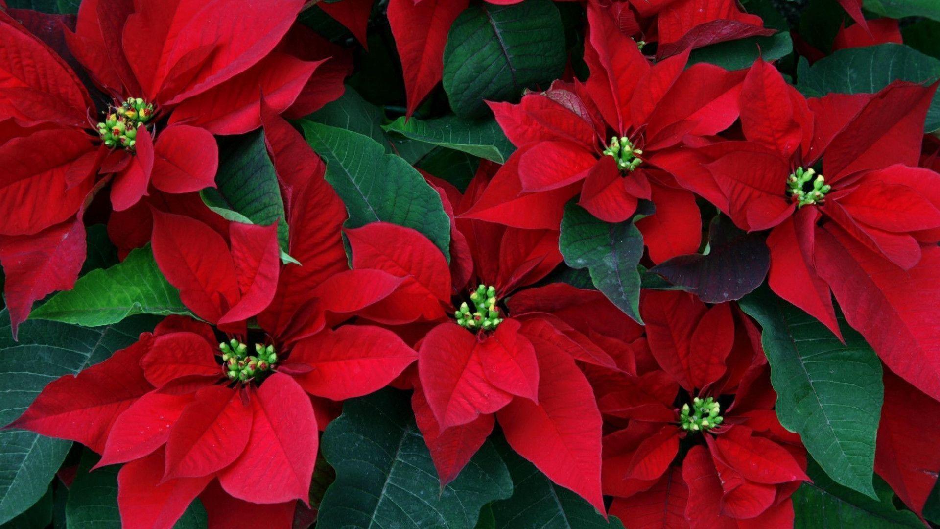 Red Poinsettias Christmas Flowers HD Wallpaper Picture