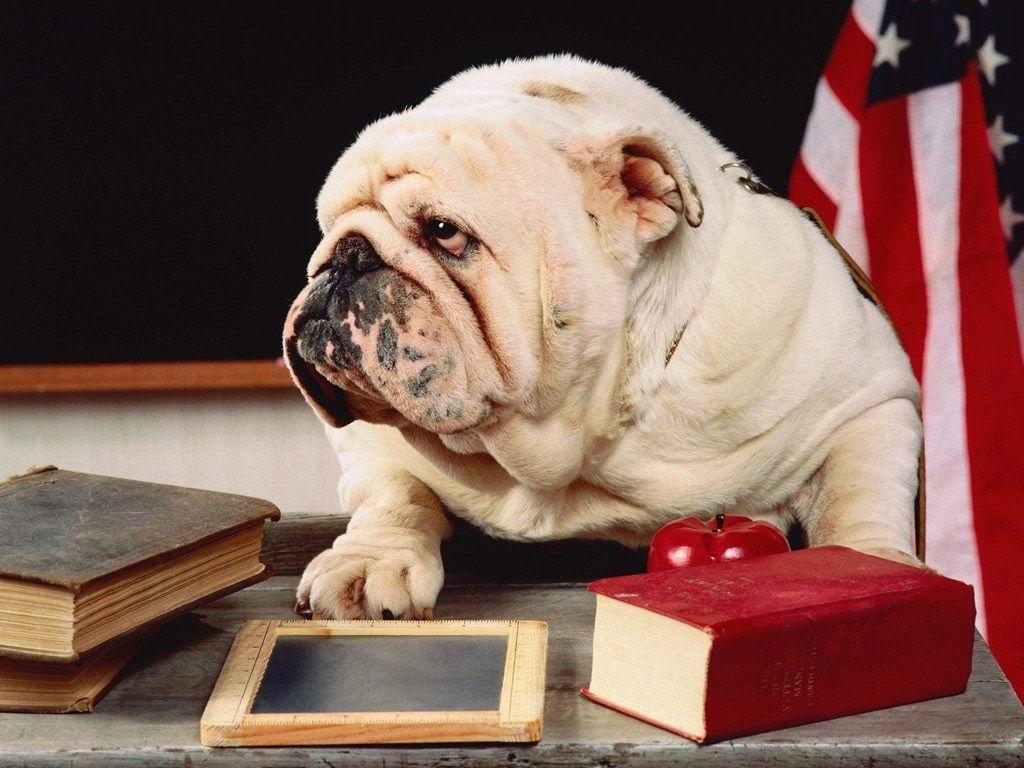 Desktop Wallpaper · Gallery · Animals · English Bulldog