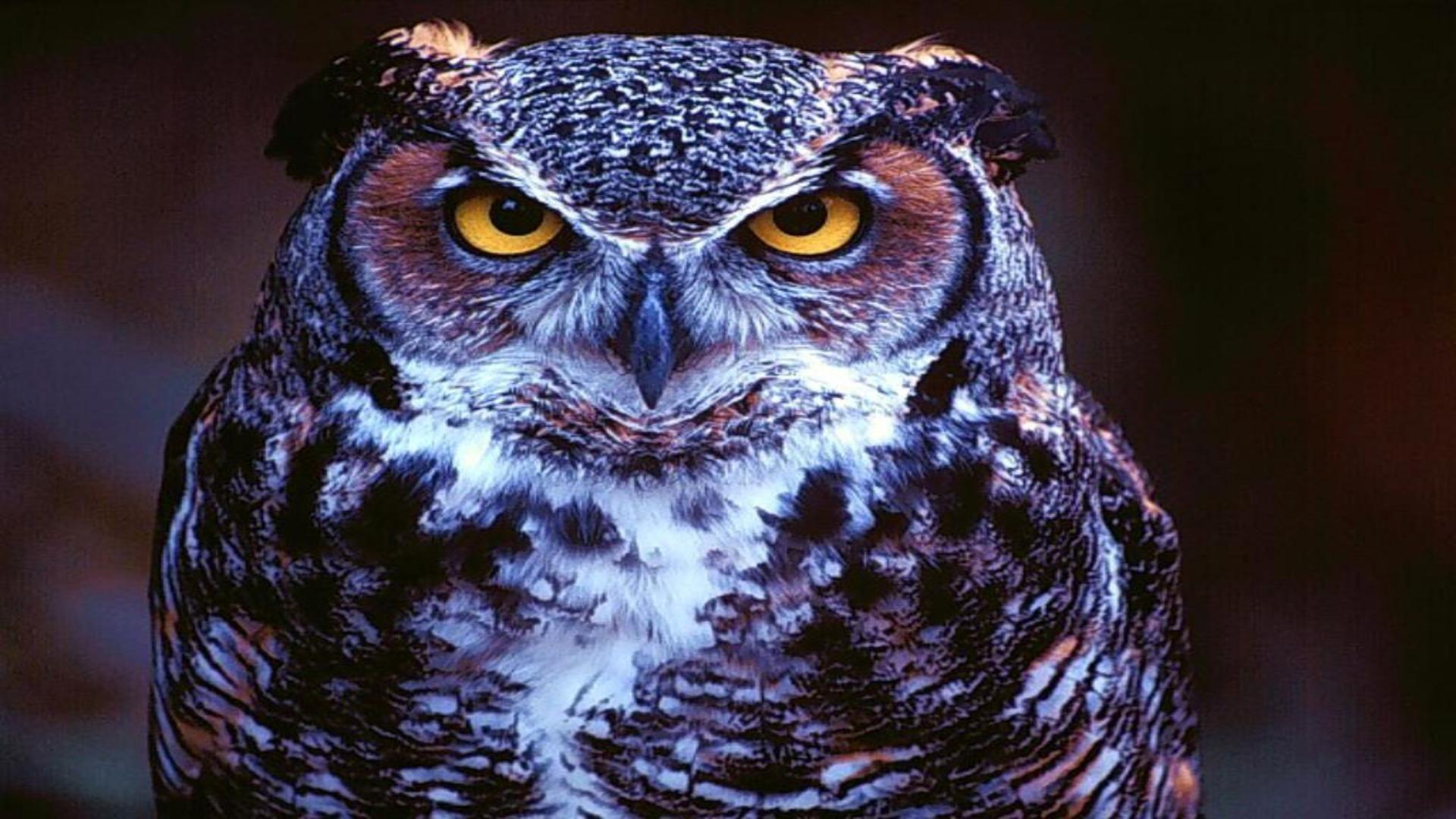 Serious owl bird face close up portrait free desktop background