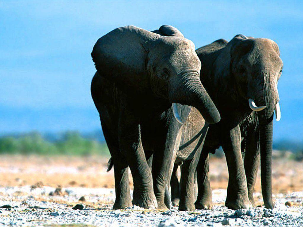 Wallpaper elephants 899045 Wallpaper