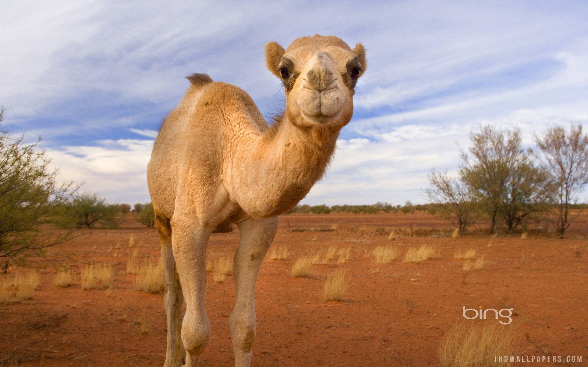 Arabian Camel HD Wallpaper