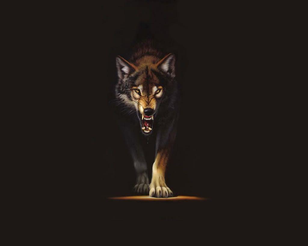 Wallpaper For > Black Wolf Wallpaper HD