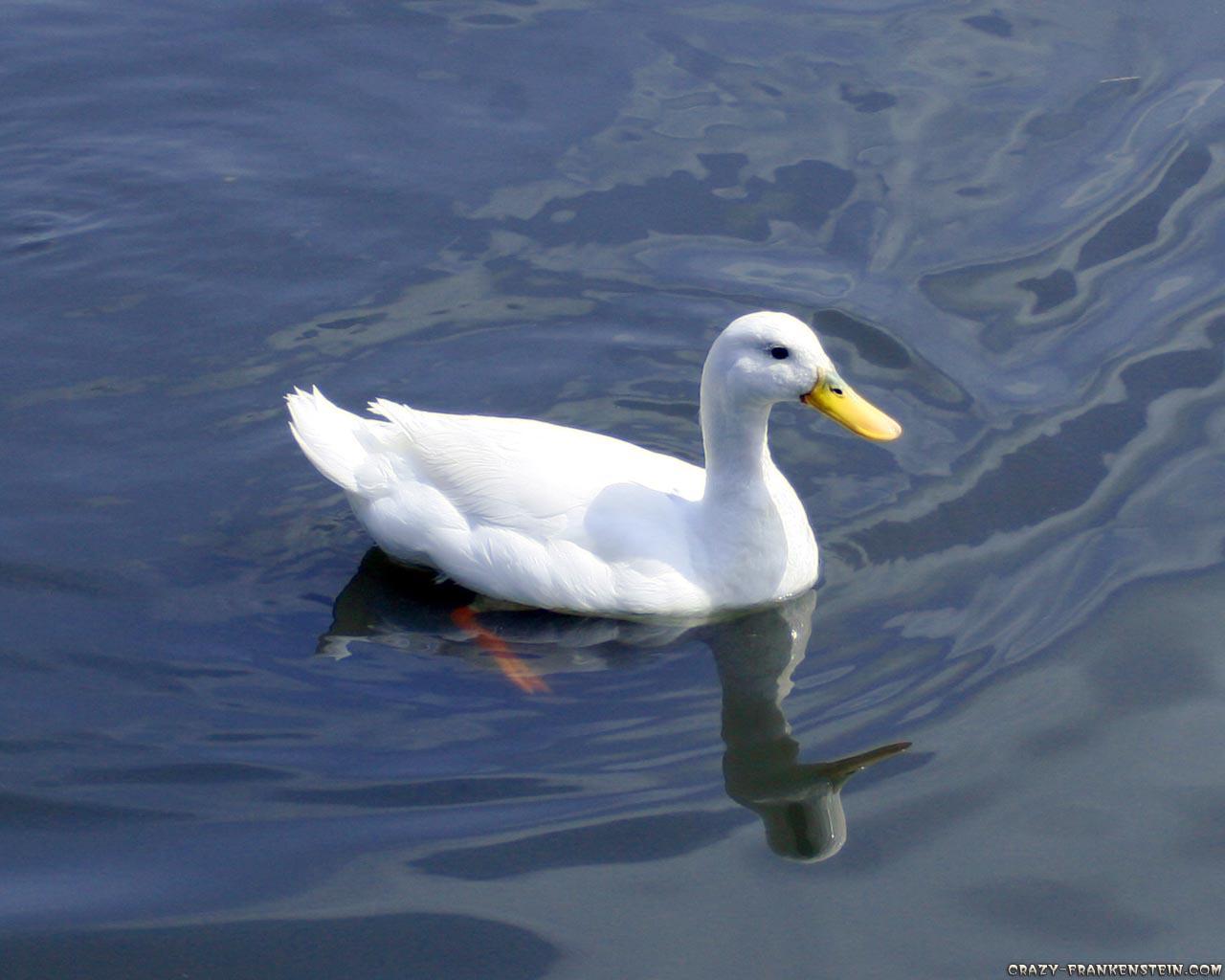 a nice white duck wallpaper