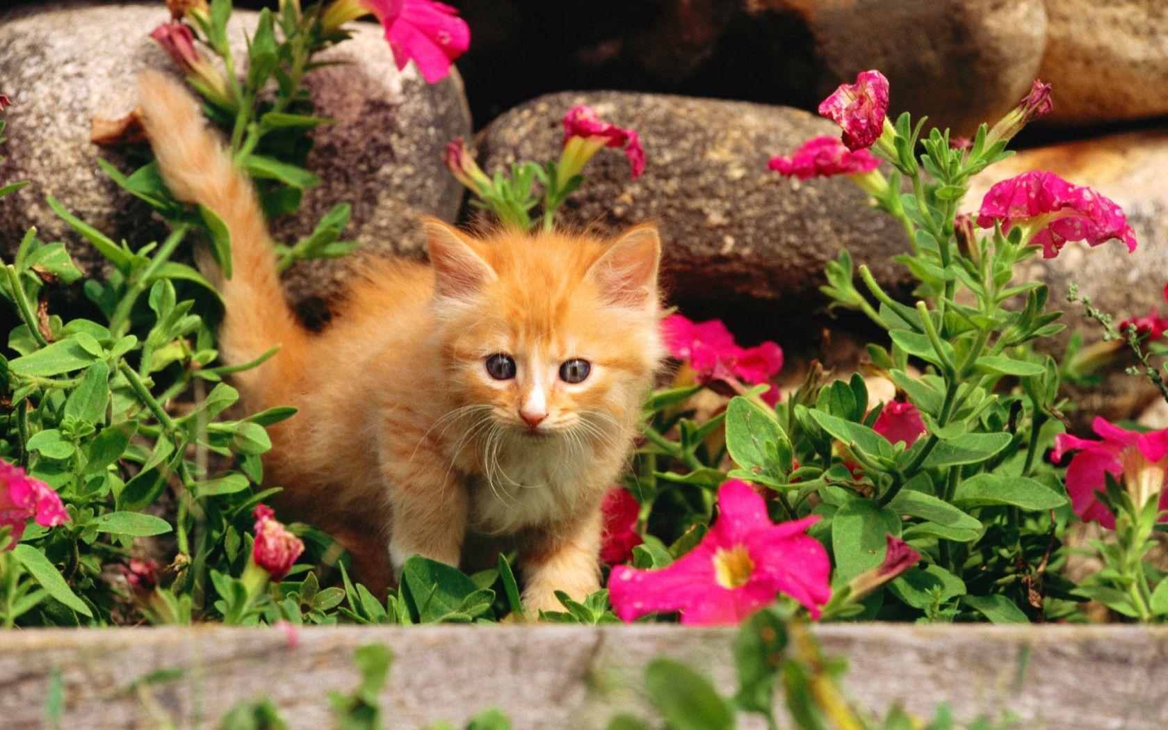 Curious Orange Tabby Kitten desktop wallpaper