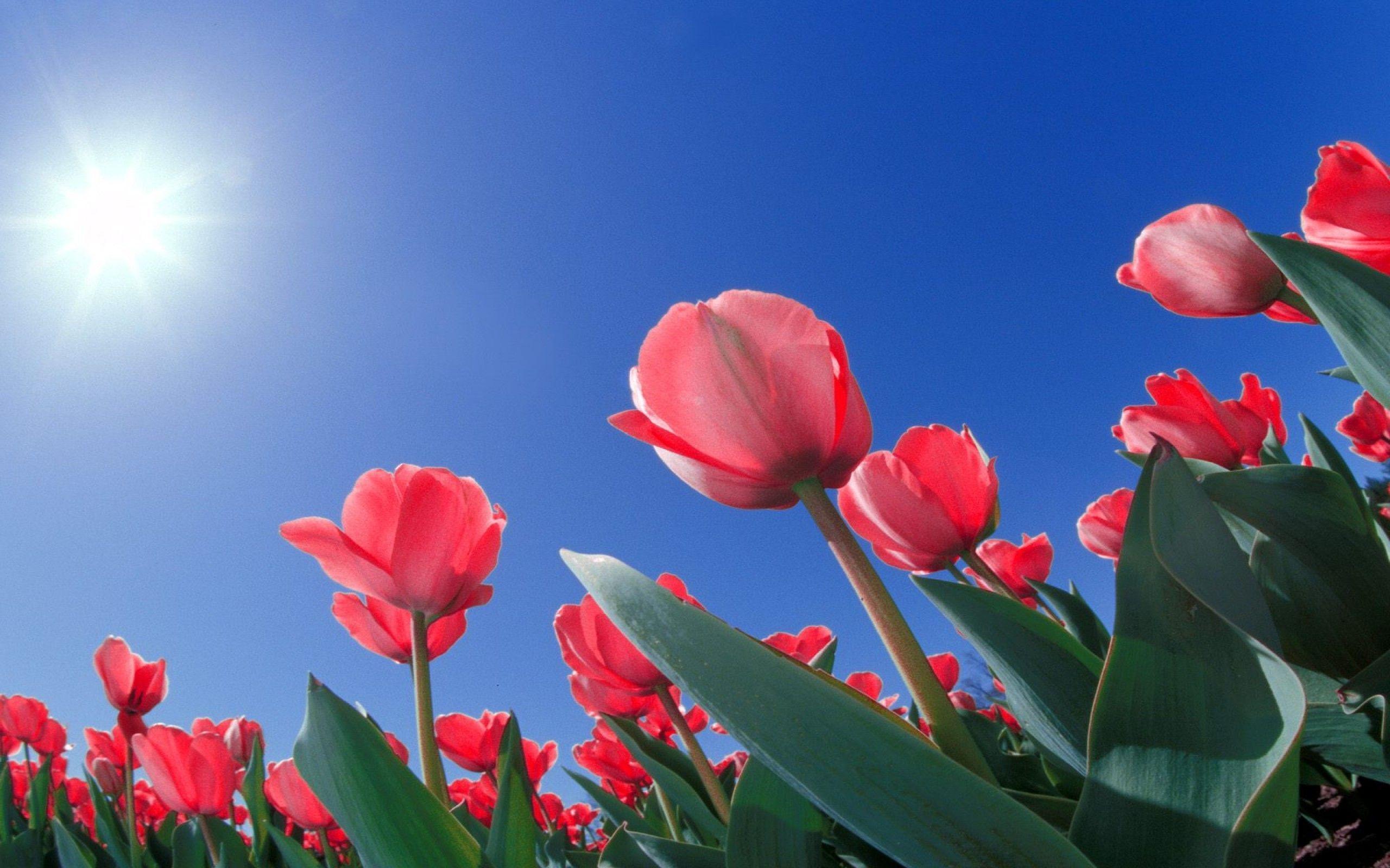 Tulip Flowers HD Wallpapers free download