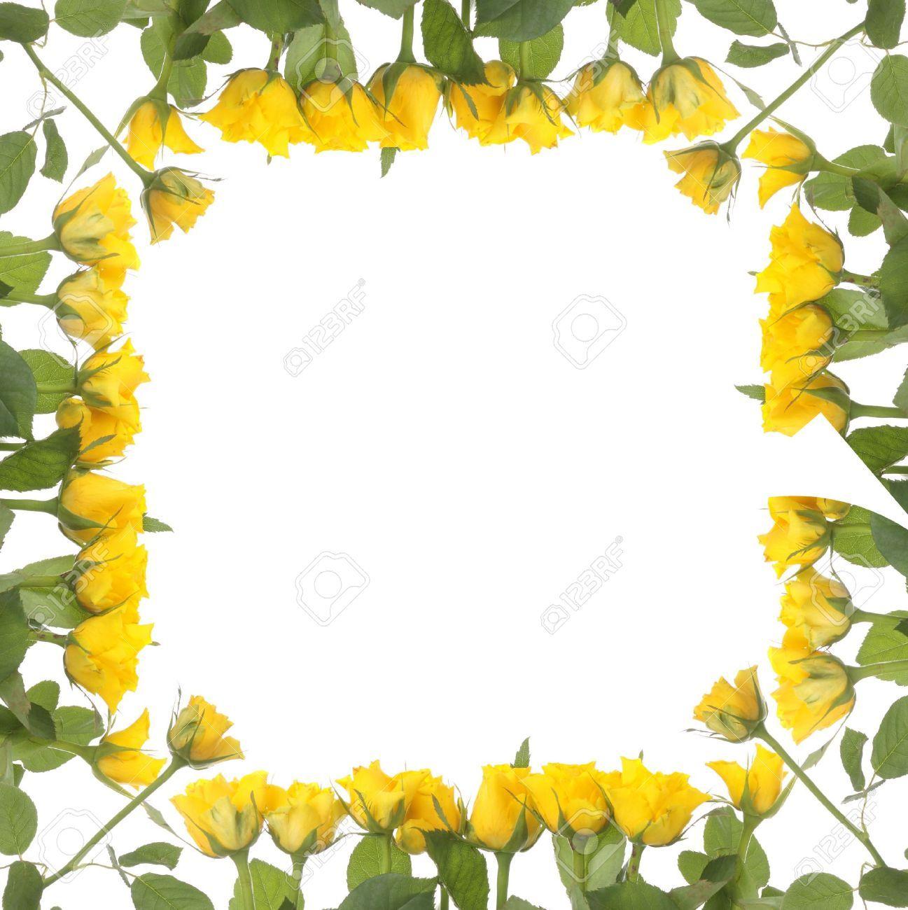 Frame Made From Yellow Roses Isolated On White Background Stock